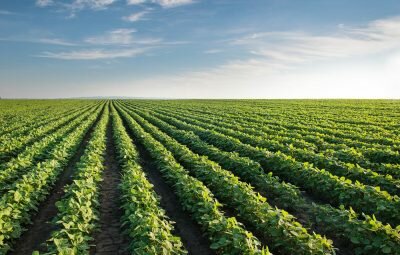 Soybean Field Rows in summer