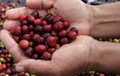 Na primeira etapa da viagem à Ásia, foram fechados negócios em torno de US$ 50 milhões em carnes, café, grãos e madeira | Foto: Cleverson Beje